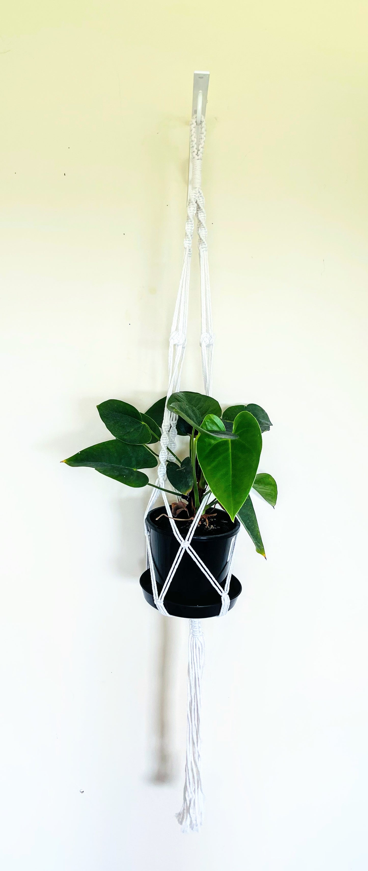 Macrame Plant Hanger  6B