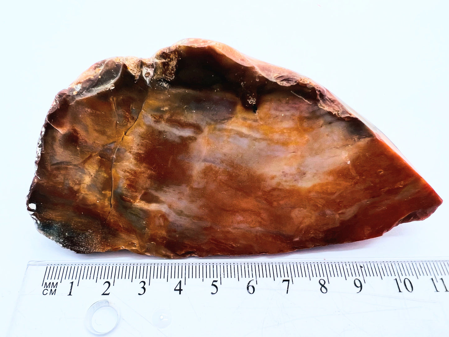 Petrified Forest Wood (USA) 182g