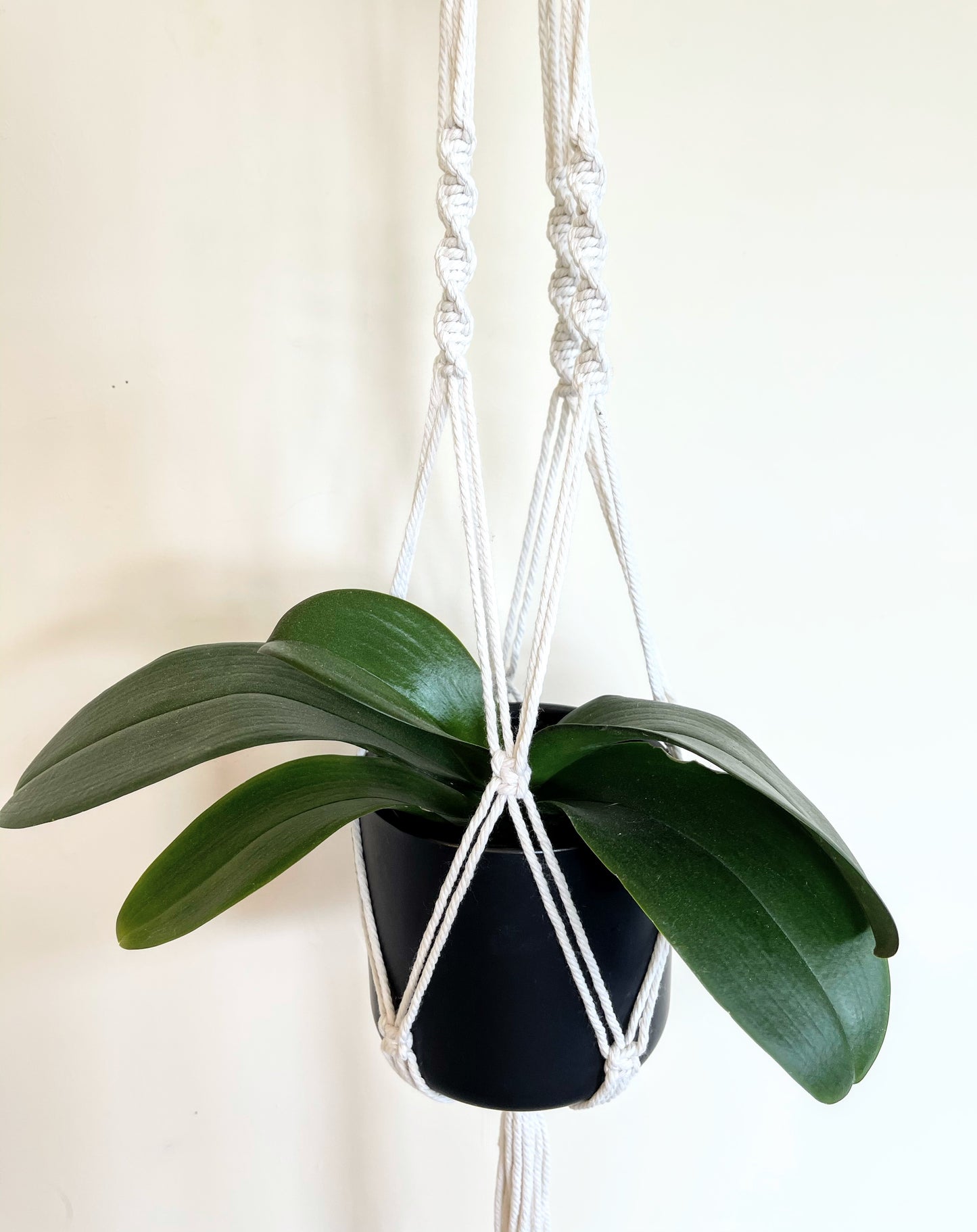 Macrame Plant Hanger 6